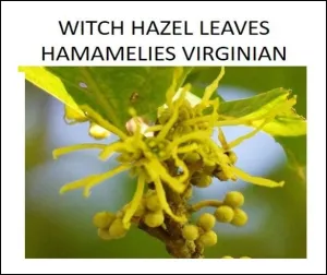 Dried Herbs - Witch Hazel Leaves  (Hamamelis virginiana) 10 grm