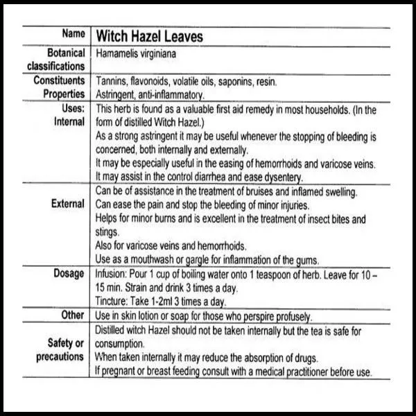 Dried Herbs - Witch Hazel Leaves  (Hamamelis virginiana) 10 grm